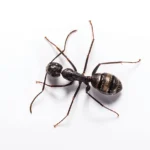 Carpenter Ant in Gainesville FL | florida pest control