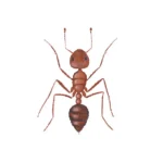 Fire ant in Gainesville FL | florida pest control