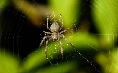 How to GetRid of Spiders in Florida