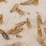 Termite swarmers in Florida - Florida Pest Control
