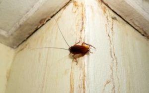 How to get rid of roaches in Florida - Florida Pest Control