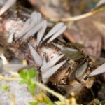 Flying termites in Florida - Florida Pest Control