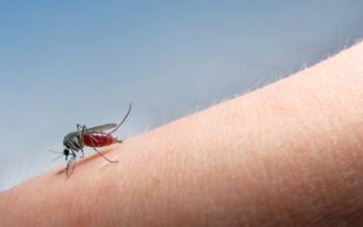 A mosquito in Florida - Florida Pest Control