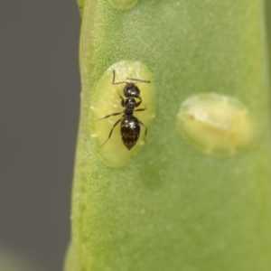 A rover ant crawls up a plant's stem