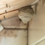 Wasp nest hanging in eaves