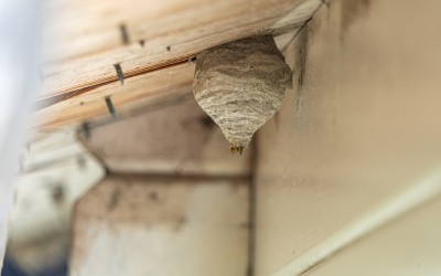 Wasp nest hanging in eaves