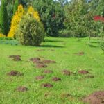 dirt mounds in an otherwise healthy lawn hint at a possible lawn pest infestation
