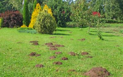 dirt mounds in an otherwise healthy lawn hint at a possible lawn pest infestation