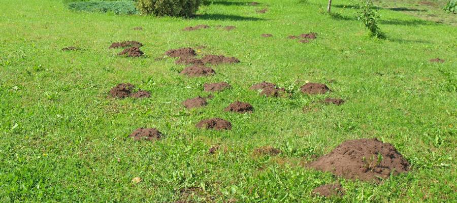 Tips To Prevent Florida Lawn Pests Florida Pest Control tips-to-prevent-florida-lawn-pests-florida-pest-control