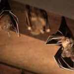 bats hanging upside down in attic