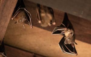 bats hanging upside down in attic