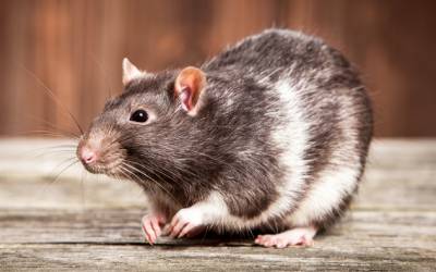 rat waiting on wooden table