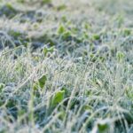 Grass coated with a layer of frost as the sun rises.
