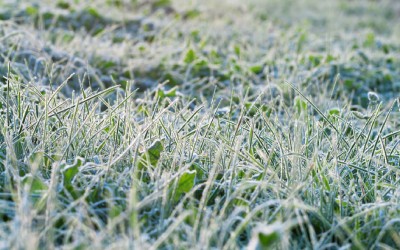 Grass coated with a layer of frost as the sun rises.