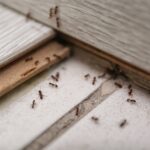 ants on house floor