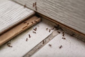 ants on house floor