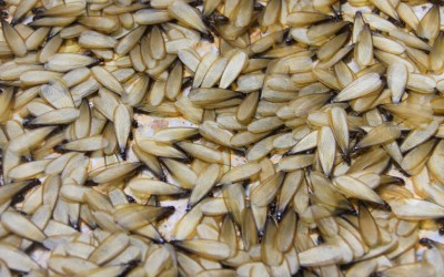 A swarm of termites in Florida