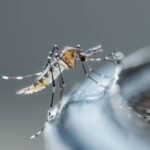 a mosquito on the rim of a pot outdoors