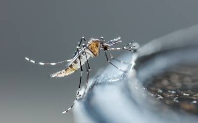 a mosquito on the rim of a pot outdoors