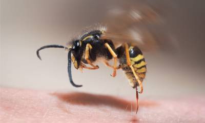 a wasp pulling its stinger out of a human arm
