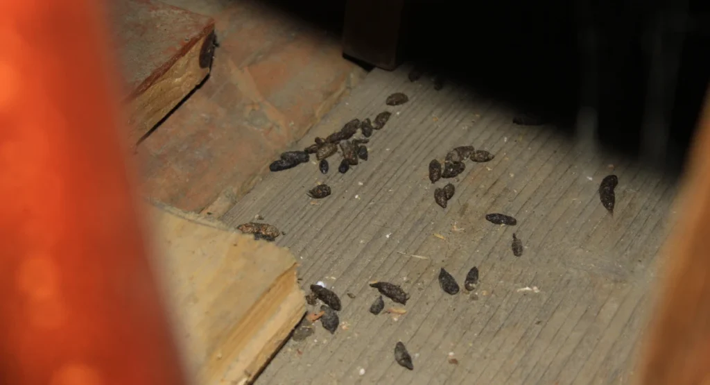 Rodent droppings found in an attic space