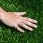 hand touches bermuda grass - learn how to care for warm weather grass in florida