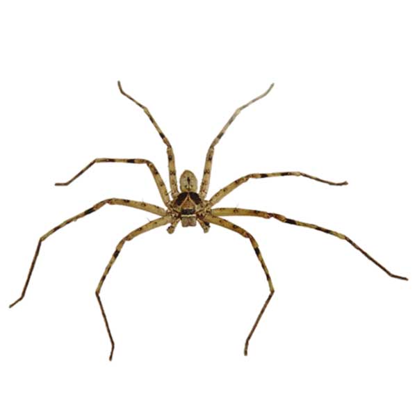 close up of a huntsman spider on white background