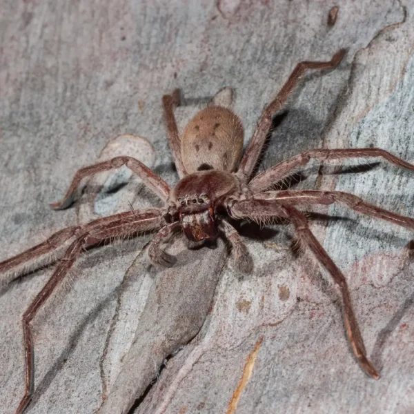 Huntsman Spider sitting on a tree