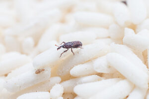 Stored Product Pest Experts with Florida Pest Control in FL