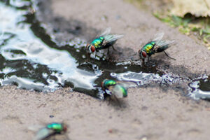 flies drinking water with Florida Pest Control in FL