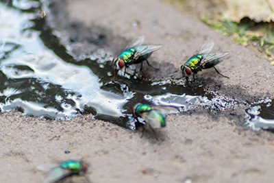 Commercial Fly Control in Florida