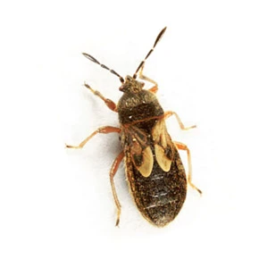 Chinch bug against a white background - Keep chinch bugs away from your property with Florida Pest Control in FL
