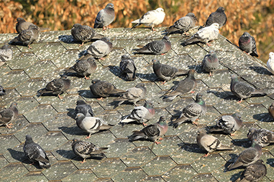 Commercial Bird Control in Florida