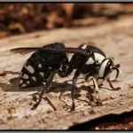 Baldfaced hornet perched on a wooden stump - keep pests away from your home with florida pest control