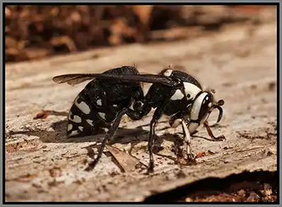 Baldfaced hornet perched on a wooden stump - keep pests away from your home with florida pest control