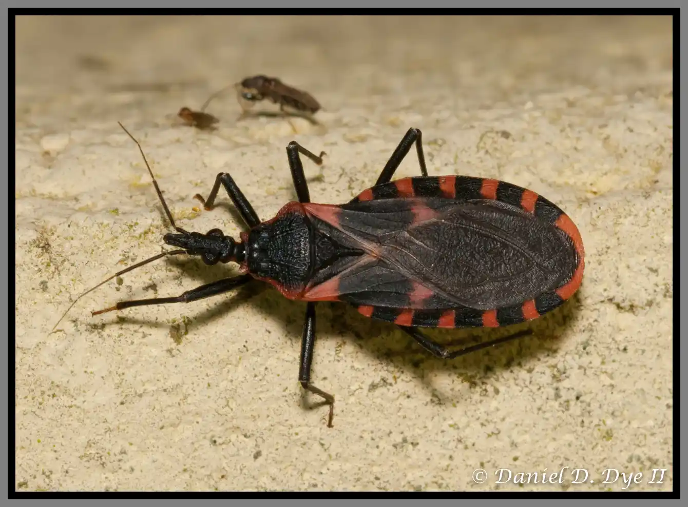 eastern conenose kissing bug close up on sand - keep pests away from your home with florida pest control