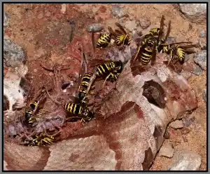 paper wasps gathered in a nest - keep pests away from your home with florida pest control