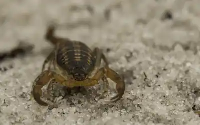 Florida scorpion identification - Florida Pest Control