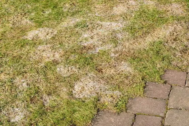 When Should I Apply A Fungicide To My Lawn in Gainesville FL