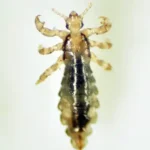 close up of a louse against a white background - keep pests away from your home with florida pest control