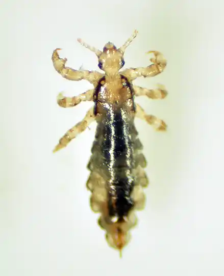 close up of a louse against a white background - keep pests away from your home with florida pest control