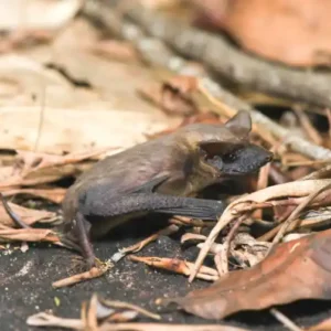Mexican free tailed bat on a pile of leaves - keep pests away form your home with florida pest control