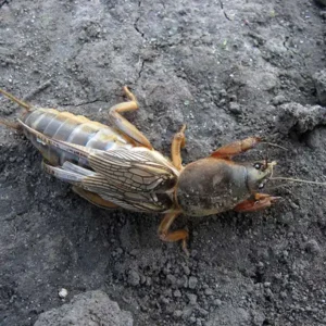 A mole cricket burrowed in the dirt - keep pests away from your home with florida pest control