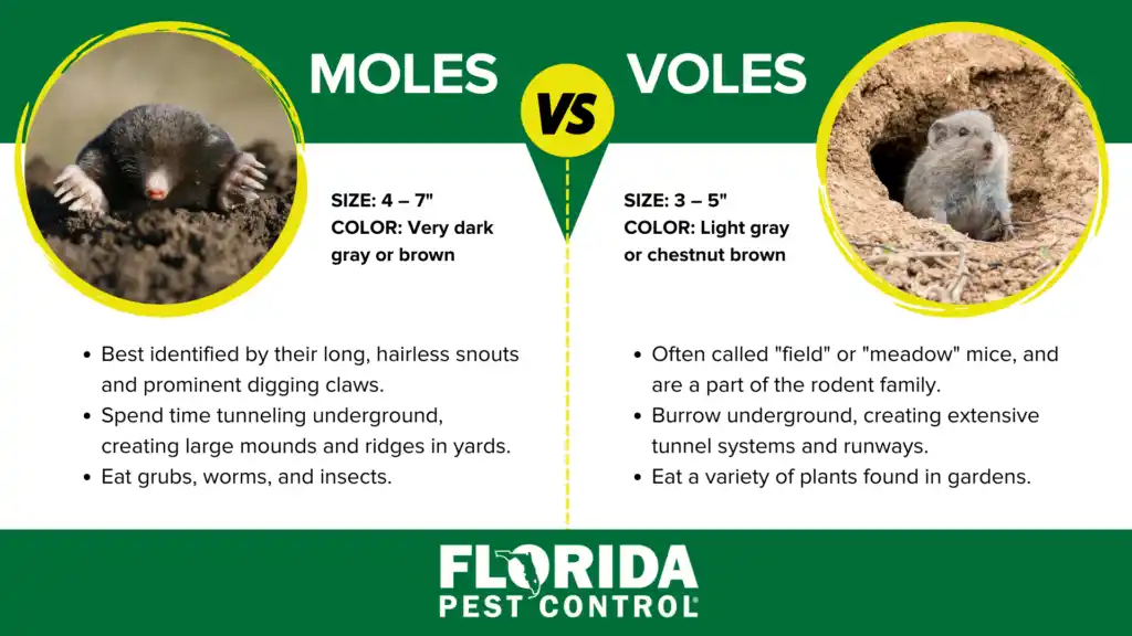 Mole vs vole infographic - Florida Pest Control