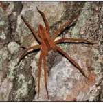 A nursery spider crawling on the side of a rock - keep spiders away from your home with florida pest control