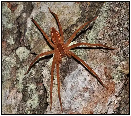 A nursery spider crawling on the side of a rock - keep spiders away from your home with florida pest control