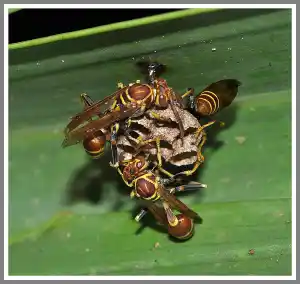 Cluster of paper wasps on a nest