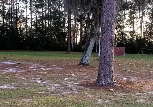 rest stop parking area with trees and grass - keep pests away from your home with florida pest control