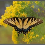 A tiger swallowtail perched on a flower - keep pests away form your home with florida pest control