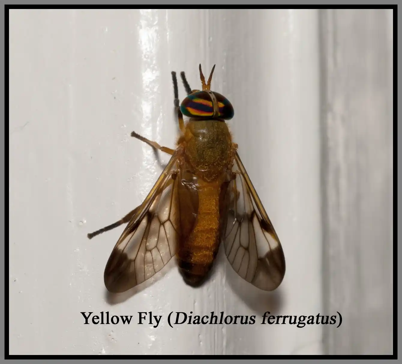yellow fly on a wall - keep flies away from your home with florida pest control